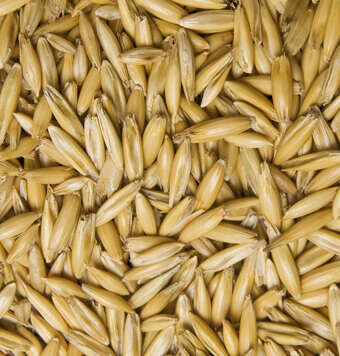 kachelnavi pferdefutter einzelfuttermittel